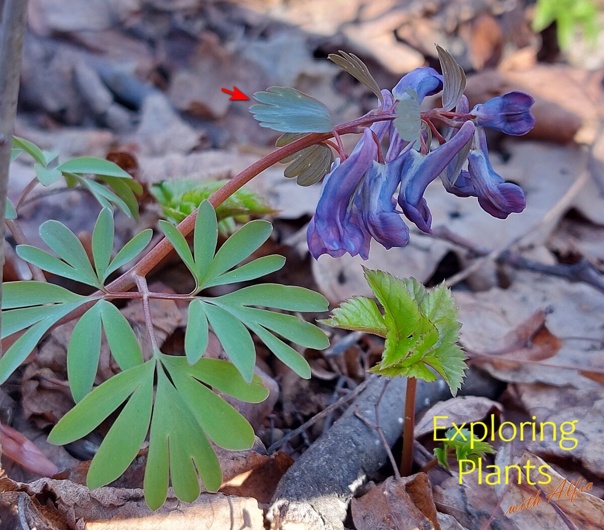 Хохлатка плотная (Corydalis solida (L.) Clairv.). На фотографии видны рассеченные листья хохлатки, цветки со сшпорцем  и рассеченные прицветные листья (указано красной стрелкой), характерный признак данного вида. 