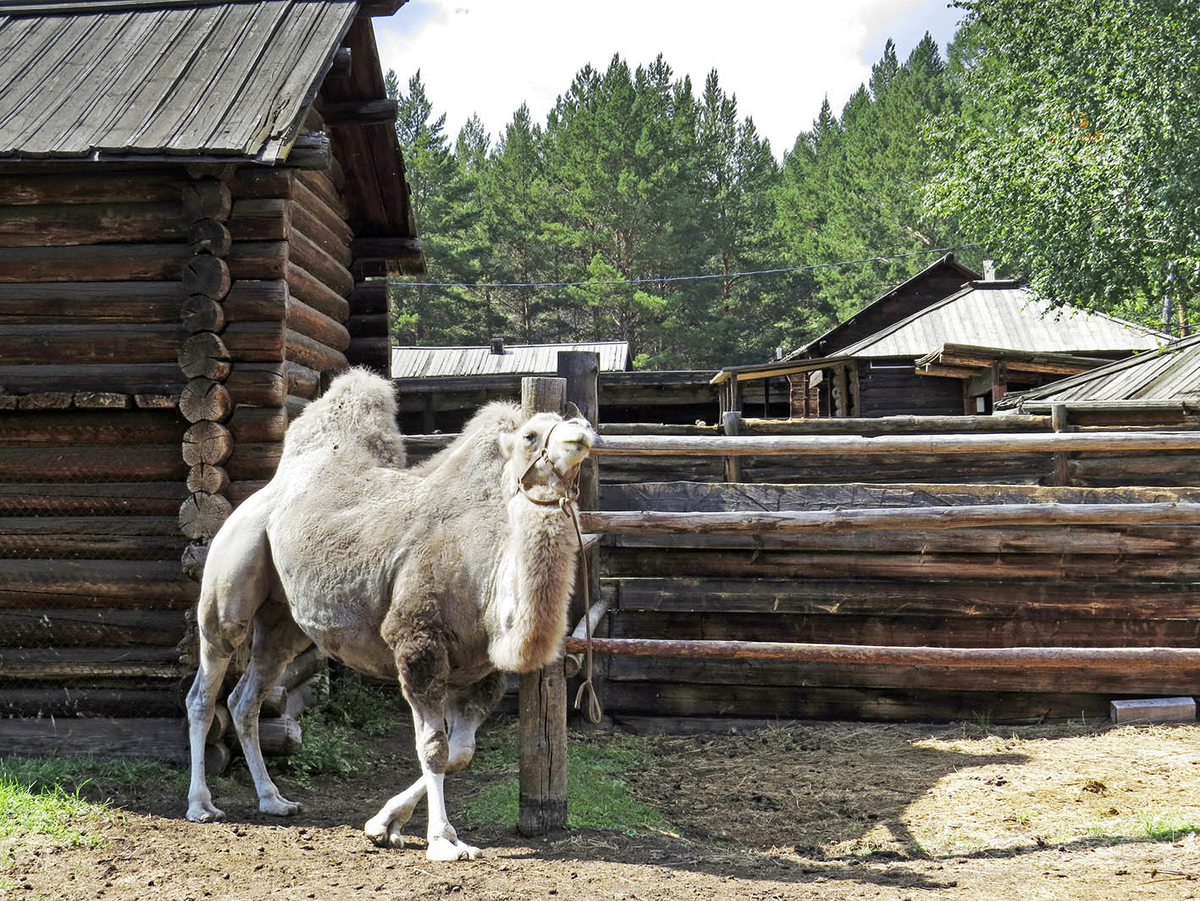 В Верхней Берёзовке, "скансене" на окраине Улан-Удэ, самый востребованный сектор - увы, зоопарк. Белый верблюд пасётся на задворках (в кои то веки упоминают это слово по назначению!
