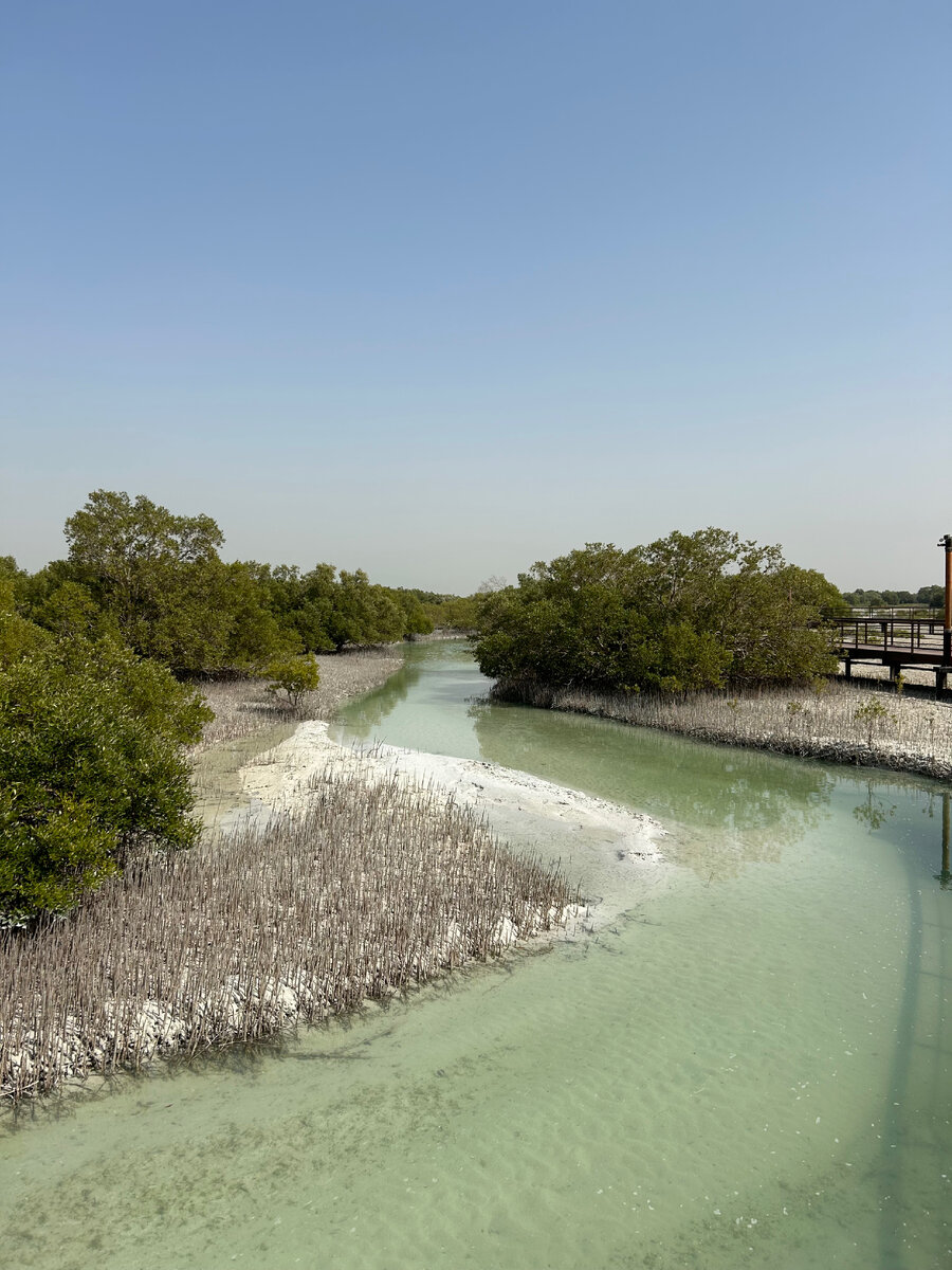 Mangrove Park Jubail Island