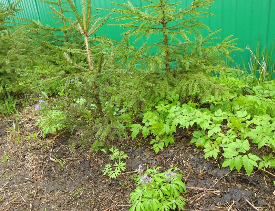 Хохлатка и сныть пока еще только под ёлочками на нашем огороде, 2014 год