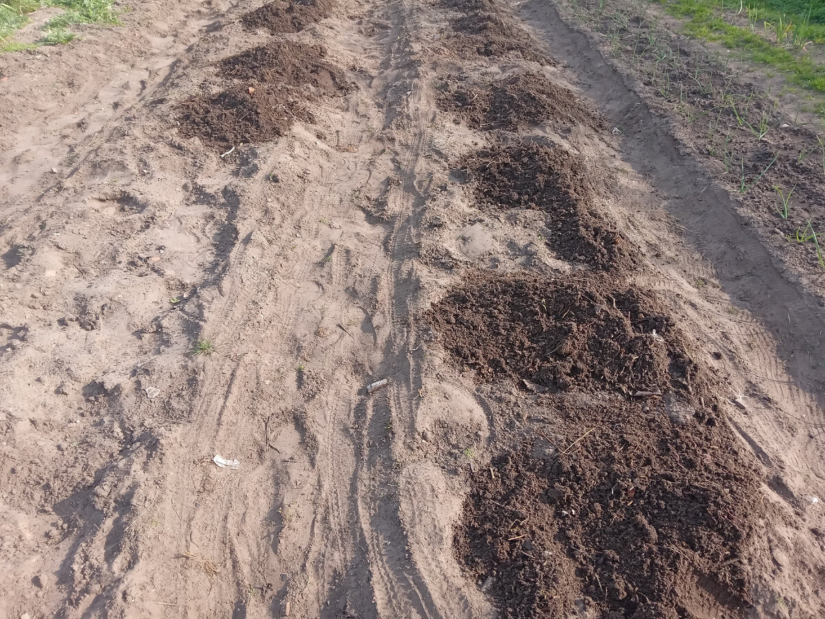 Вносим компост или перегной