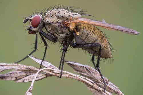 Взрослая луковая муха. Фото с сайта www.diptera.info