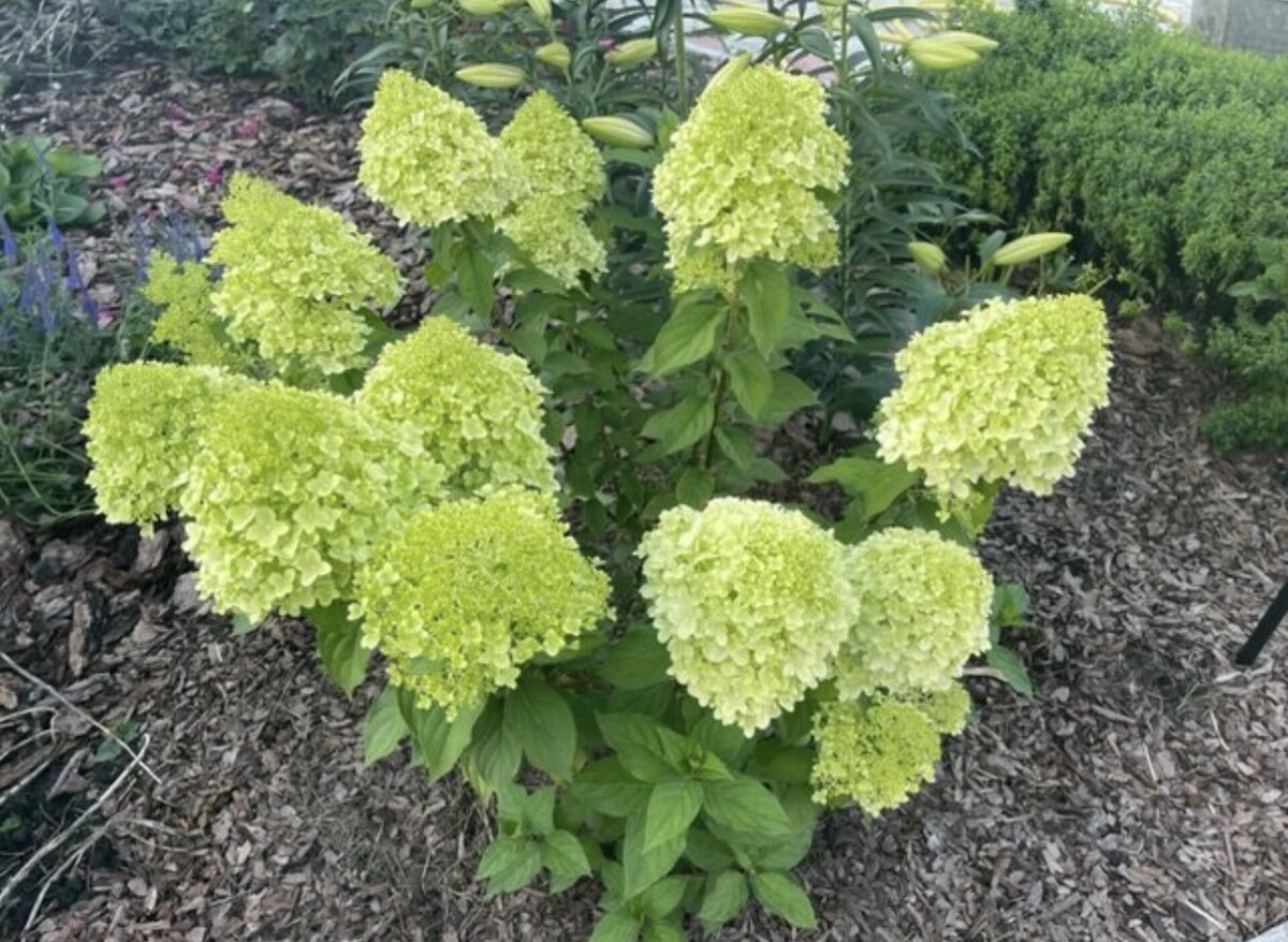 Гортензия ЛАЙМЛАЙТ