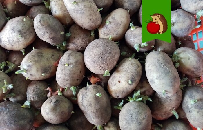 Что полезно положить в лунку под посадку картофеля, чтобы клубни были крупные, не поеденные проволочником: мои любимые ингредиенты