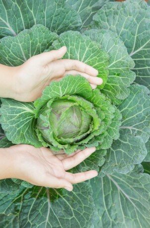 Выращивание капусты в открытом грунте. 2024 Информация о выращивании капусты и сборе урожая.