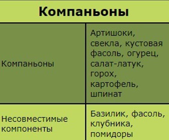 Выращивание капусты в открытом грунте. 2024 Информация о выращивании капусты и сборе урожая.
