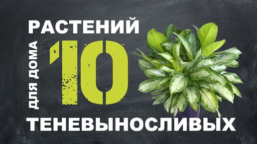 ТОП 10 ТЕНЕЛЮБИВЫХ РАСТЕНИЙ ДЛЯ ДОМА 🌿