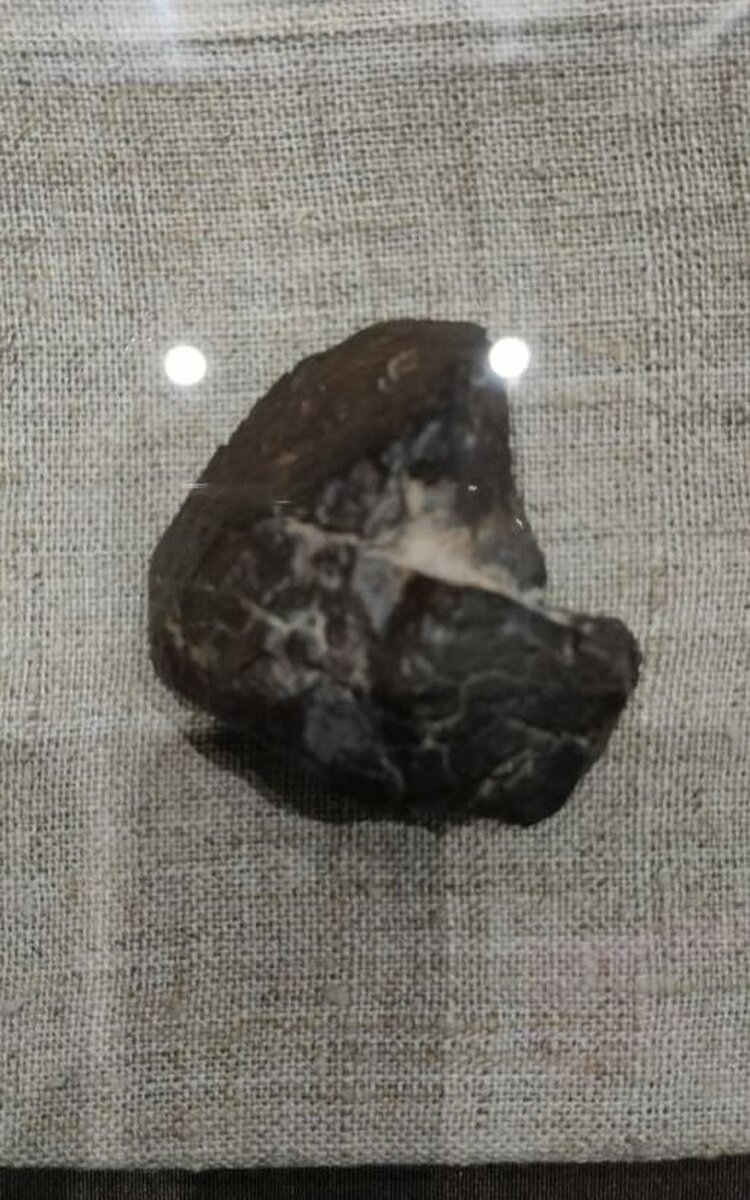    Метеорит Calama 245 - теперь кузбасский! Фото - Прокопьевский краеведческий музей.