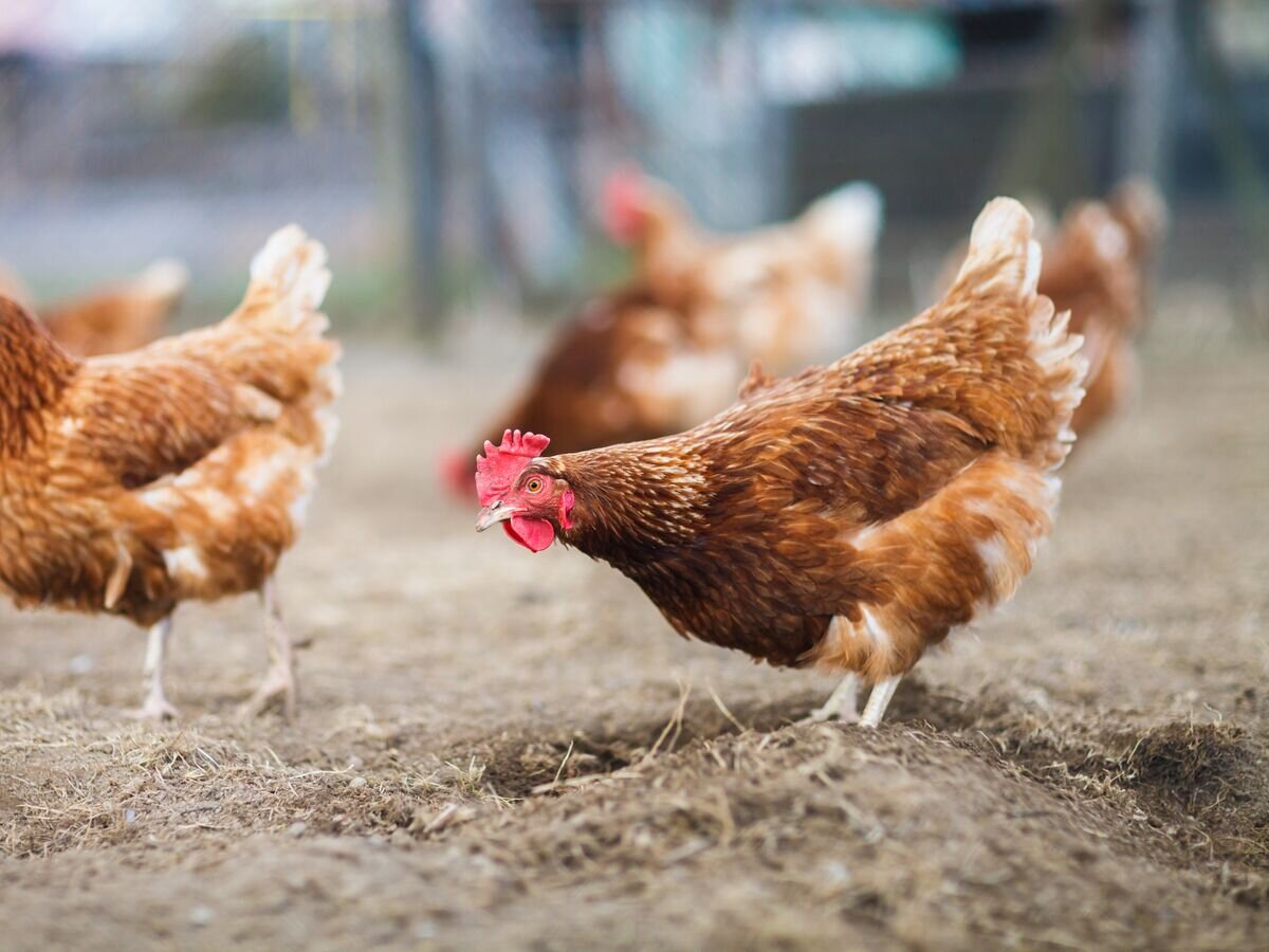    Куры© fotolia.com / lightpoet