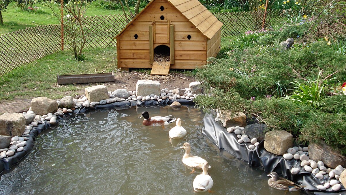 «Уточки» (фото из поиска Яндекс)