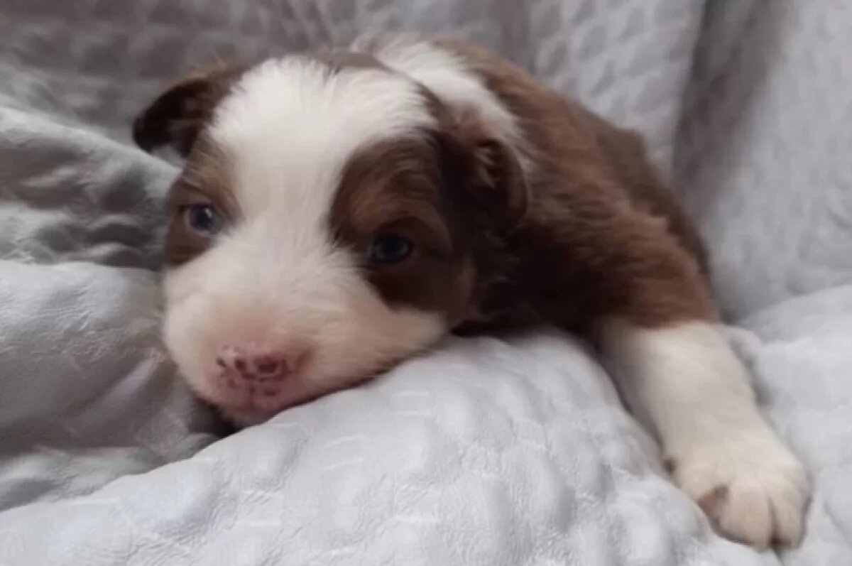    Щенков австралийской овчарки продают за 120 тысяч рублей в Новосибирске