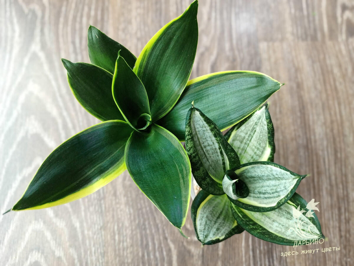 Сансевьеры нельзя заливать