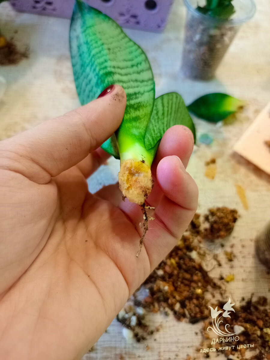 Гниль на 'Siebert'