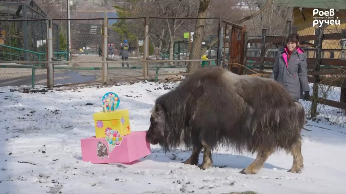     Источник: t.me/roev_ruchey