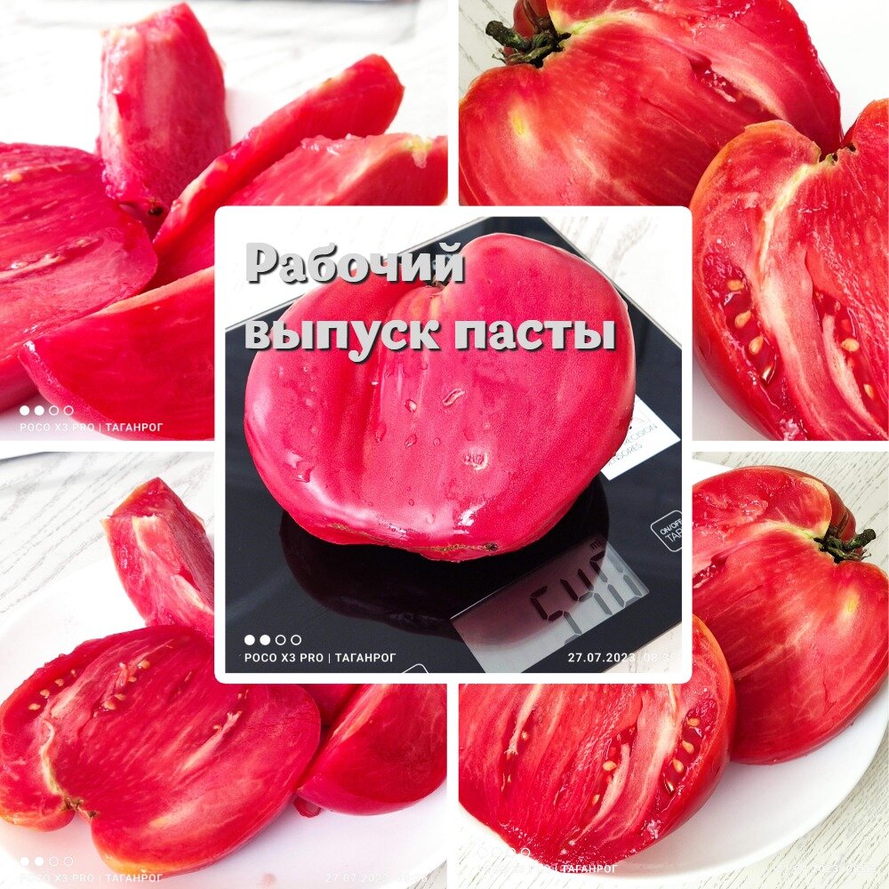 Томат Рабочий выпуск пасты