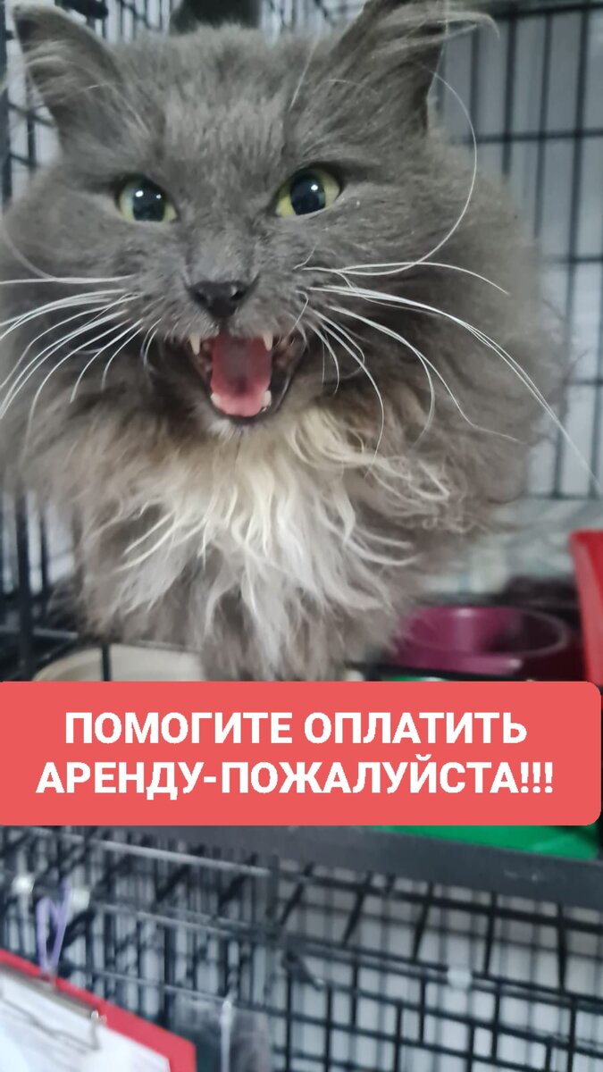 Трисс