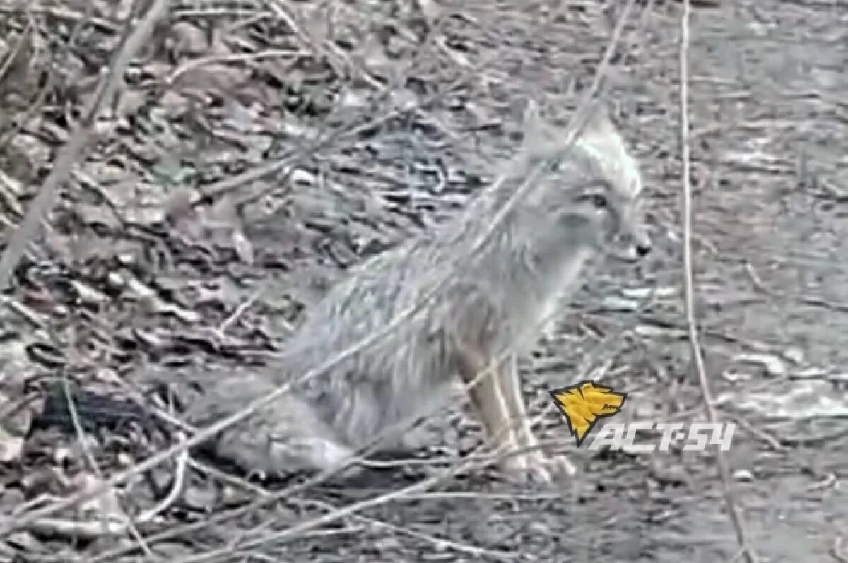    Жители Новосибирска заметили степную лису на Юго-Западном котловане