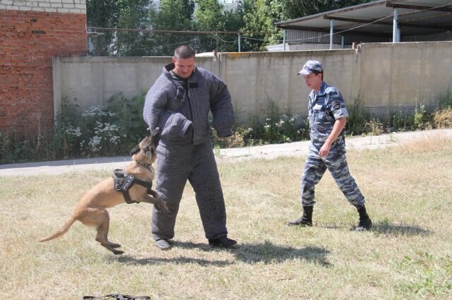    Дрессировка - это долгий и сложный процесс. Фото: АиФ-Саратов/ Центр кинологической службы ГУ МВД России по Саратовской области