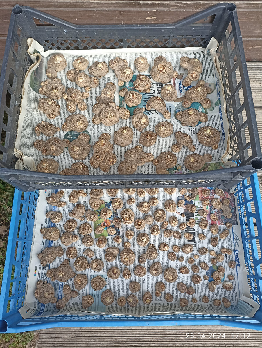 Разложила свои клубни по ящикам и поставила в северную комнату рядом с окном