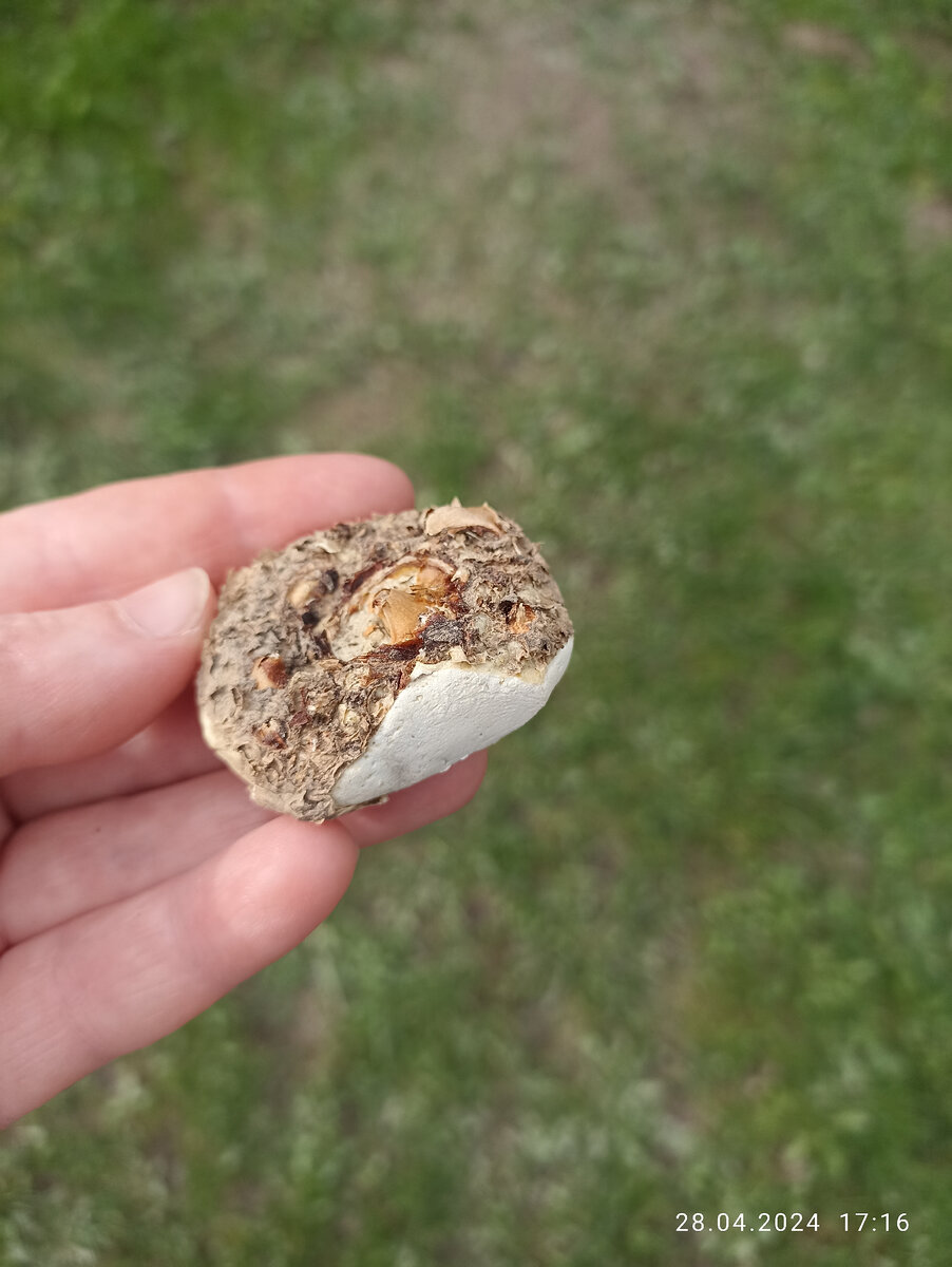 Приобретенный по уценке клубень обрезан до живой ткани. 