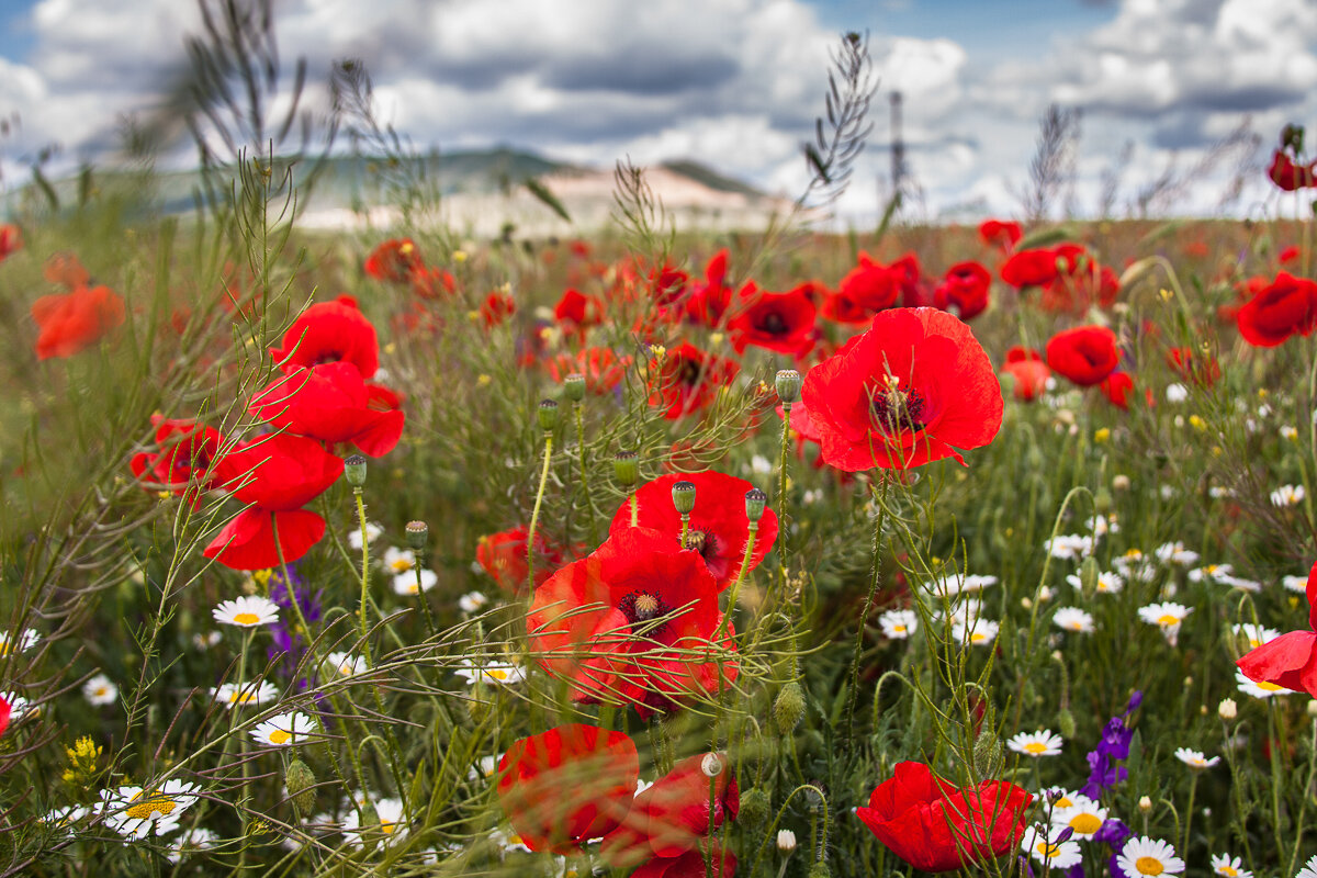 Маки под горой Агармыш.