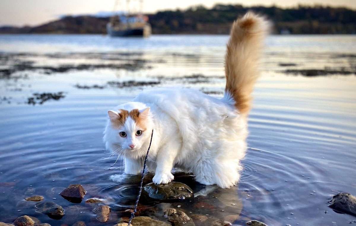 Кот турецкий ван фото