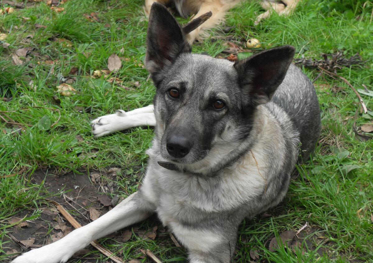 Это, конечно не Лада, а Грэта - моя любимая и самая лучшая собака. Её уже давно нет, к сожалению. Но на Ладу она была похожа
