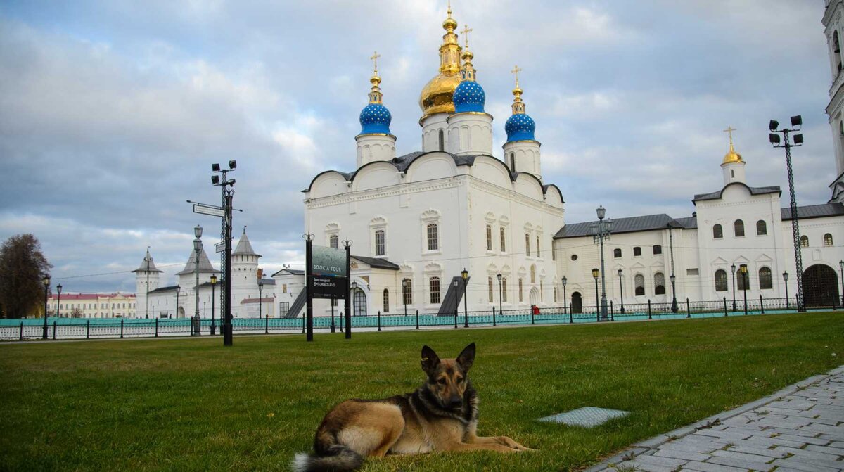 Считается ли собака нечистым? Можно ли держать собаку дома по законам  христианства? | Приют для животных 