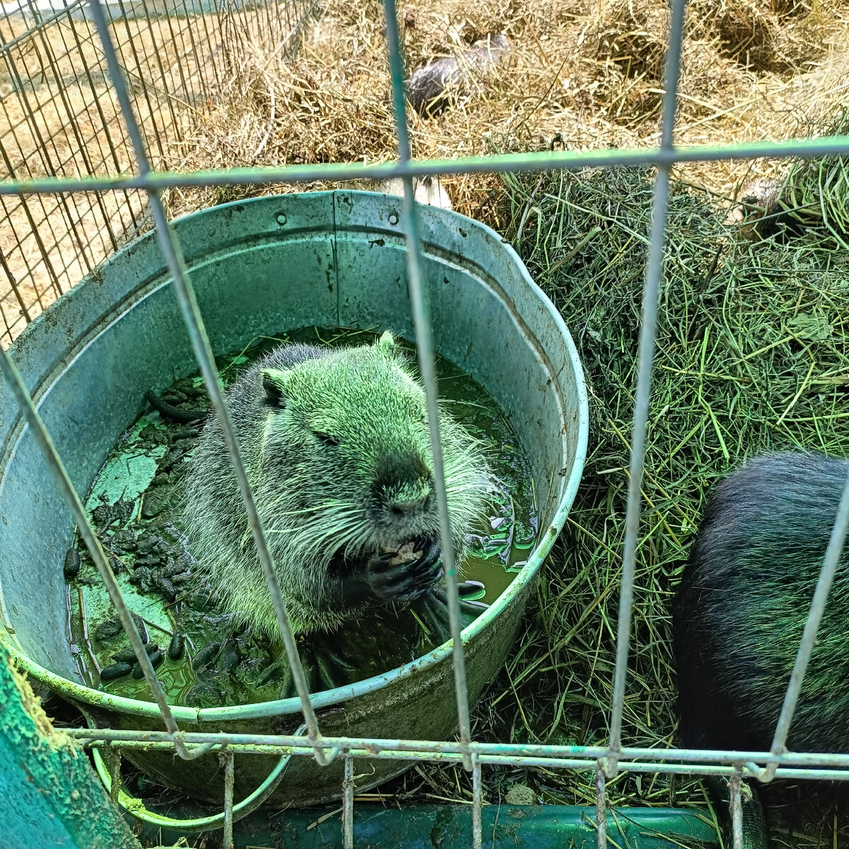 Нутрия. Их можно кормить специальным кормом, который можно купить там же