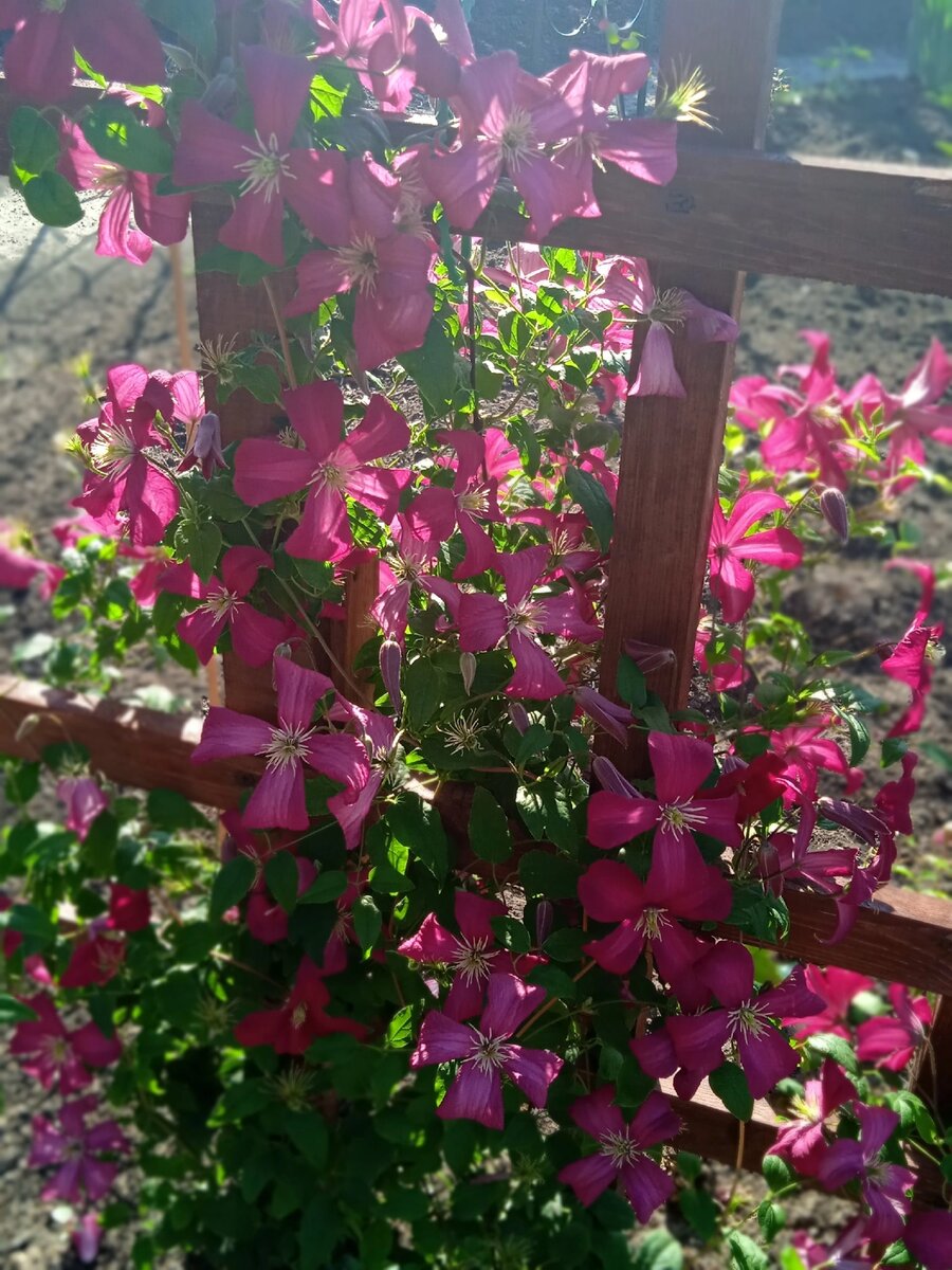 Мадам Джулия Корревон