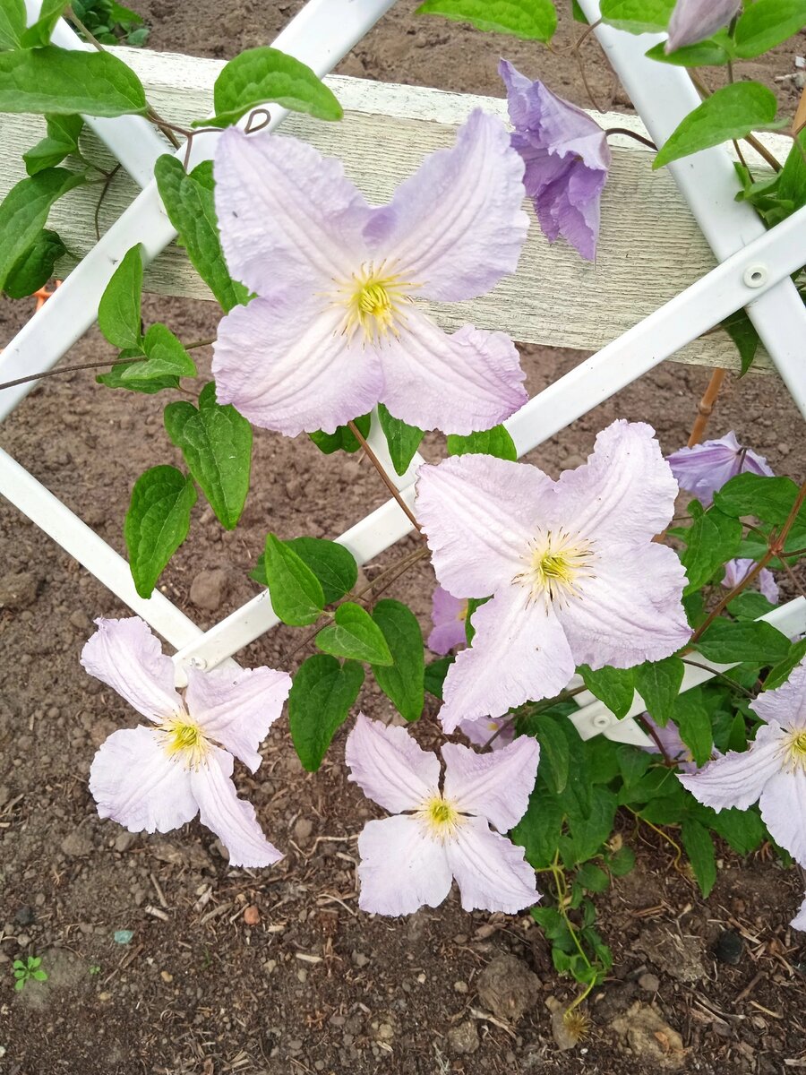 Голубой ангел