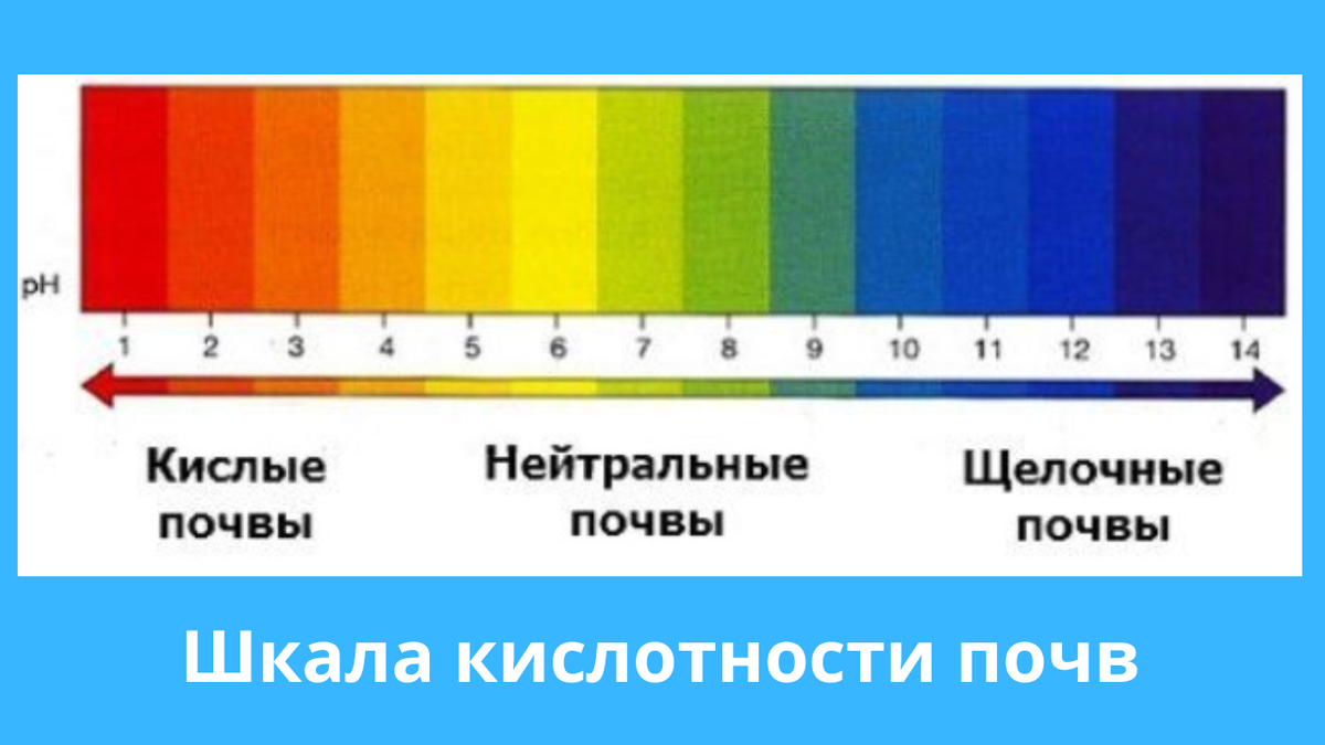 Определение кислотности почвы и ее раскисление | Огородник из Сибири | Дзен