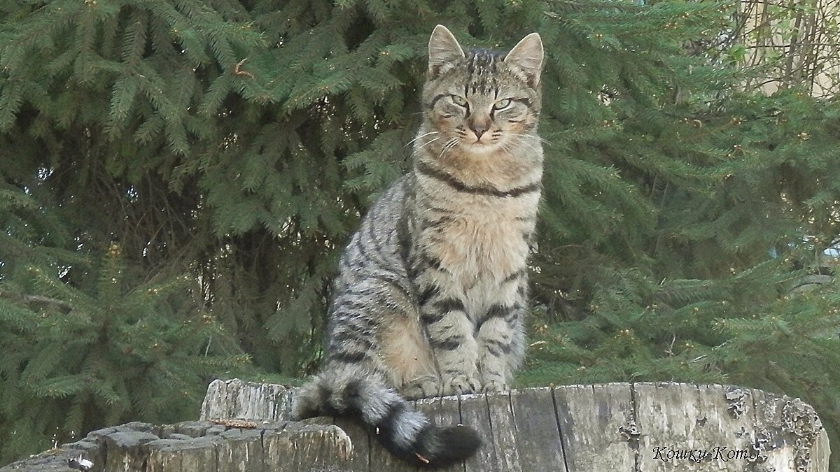 День полосатого кота в конце апреля. 