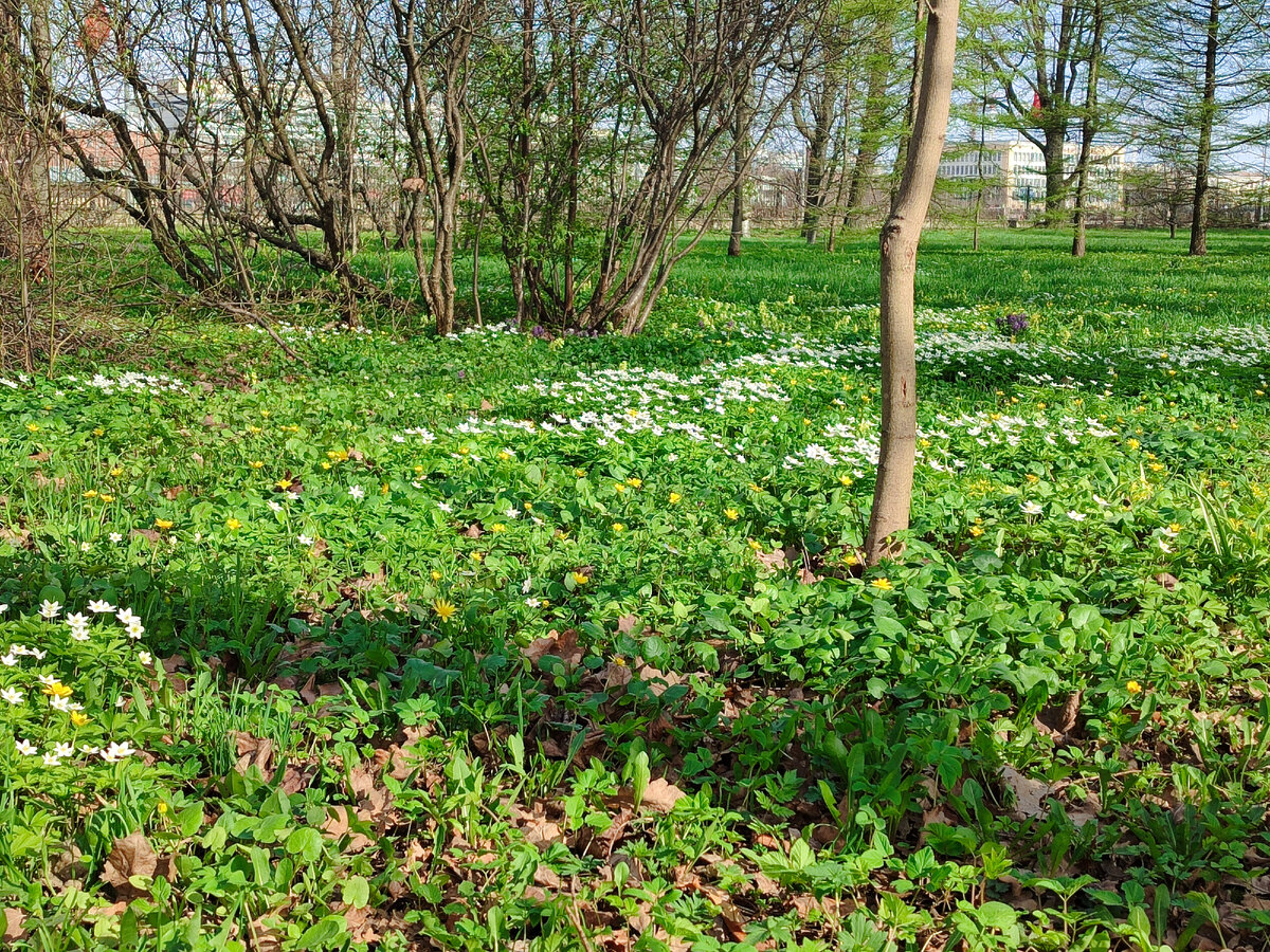 Фото автора. Цветёт ветреница