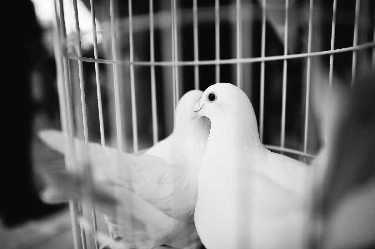  freepik, автор Sphotofamily