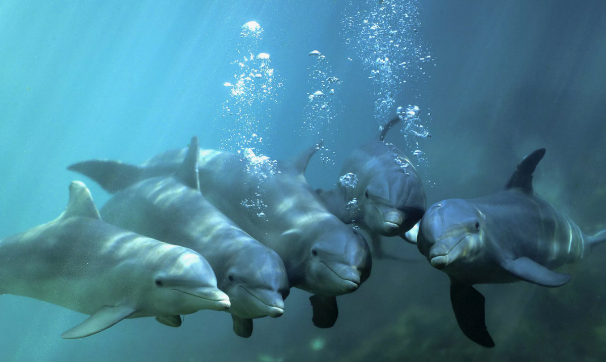 Высокие прыжки из воды, кувырки и другие акробатические трюки — не только зрелище для наблюдателей, но и важная часть игр дельфинов. Такие действия могут быть проявлением радости, способом очистки кожи от паразитов или формой общения.