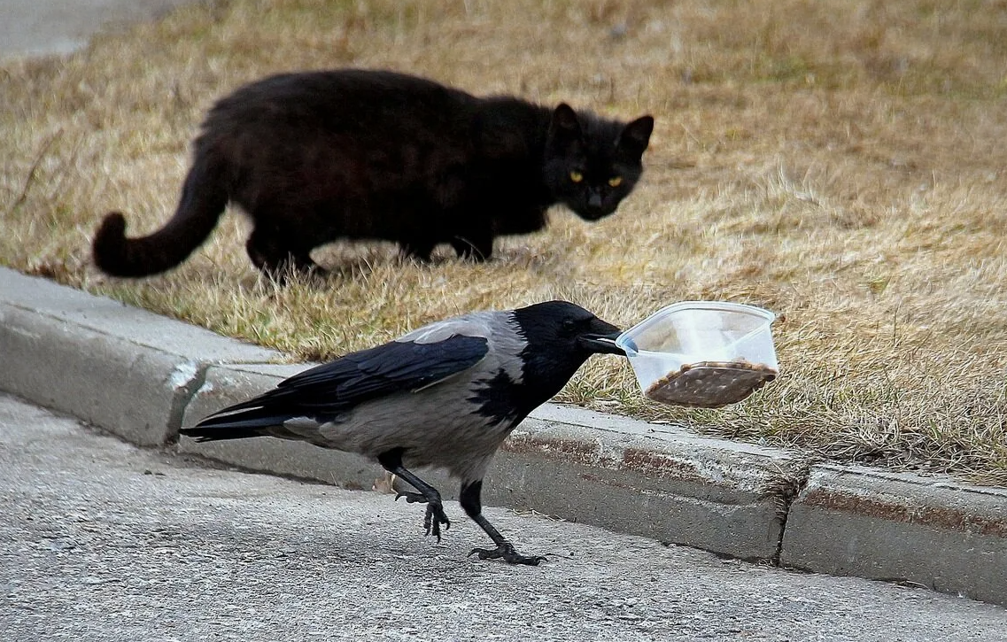 Вороны могут участвовать в групповых играх, таких как преследование или "тащи и беги", где одна птица берет предмет, а другие пытаются его отнять. Такие игры помогают укреплять социальные связи и учат молодых особей навыкам, необходимым для выживания в их сложном социальном мире.