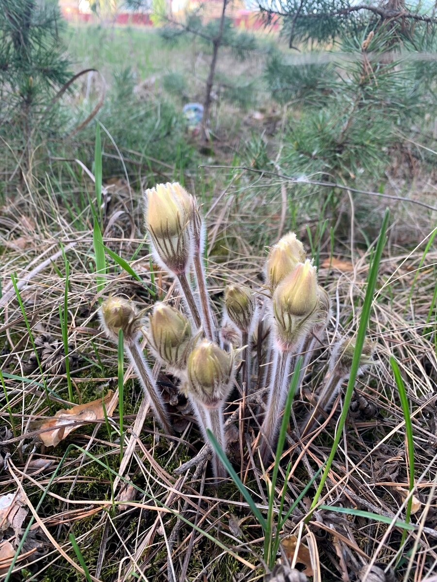 наш Уральский подснежник (Прострел, сон-трава, первоцвет)