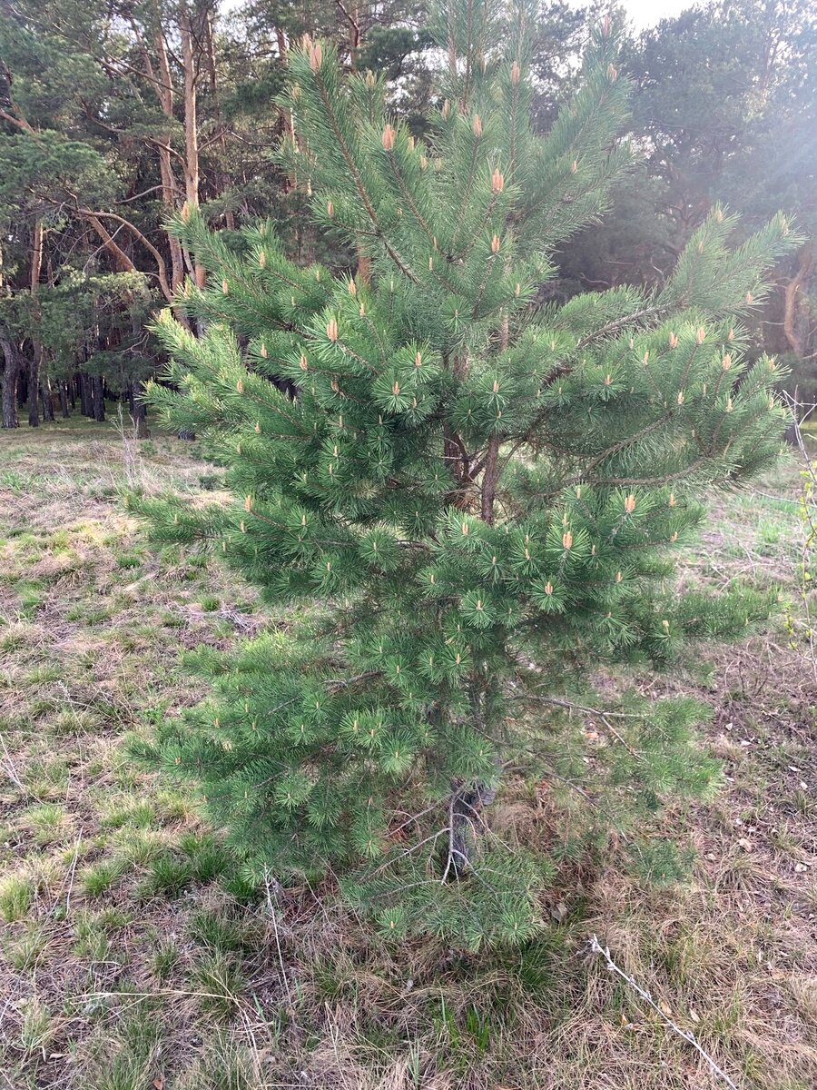Это была одна такая большая сосенка, потому что на ркаю лесочка. На полянках были уже поменьше