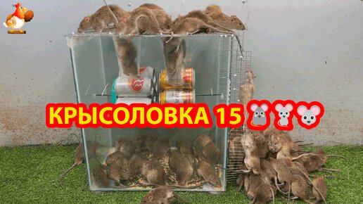 Крысоловка 19 🐀 Как сделать крысоловку своими руками и поймать кучу крыс 🐭🐁🐀 Сделай сам ❗