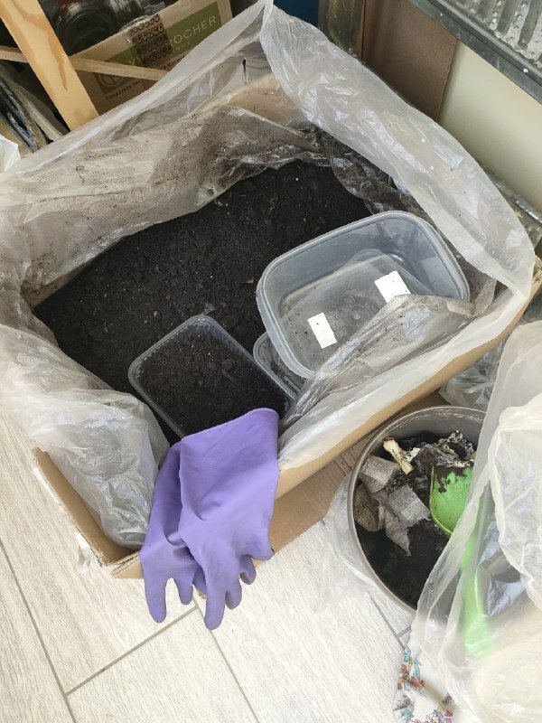 Червячки живут прямо в коробке.