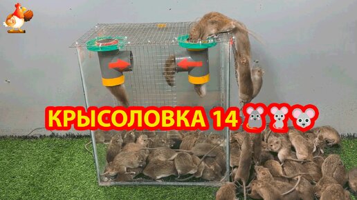 Крысоловка 14 🐀 Как сделать крысоловку с сантех тройниками и поймать кучу крыс 🐭🐁🐀 Сделай сам ❗