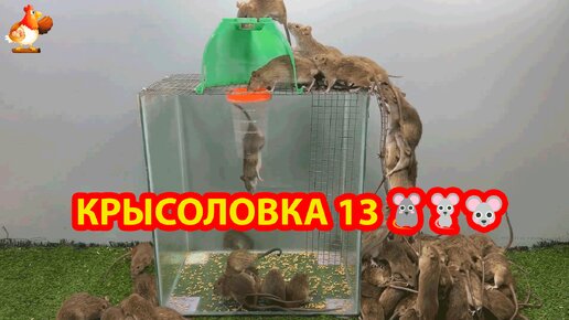 Крысоловка 13 🐀 Как сделать крысоловку с пластиковым колпаком и поймать кучу крыс 🐭🐁🐀 Сделай сам ❗