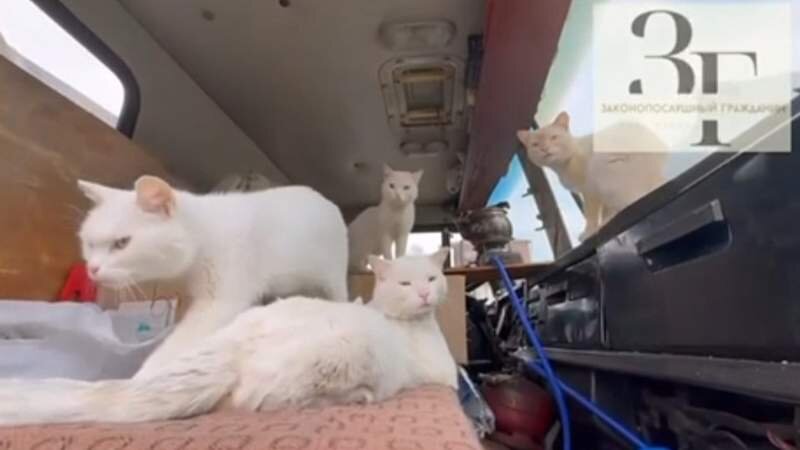 Кадр из видео📷
