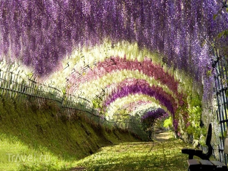 Тоннель глициний в Японии