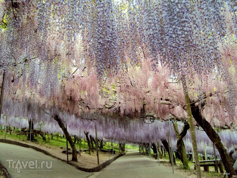 Живописные сады в Японском городе Китакюсю