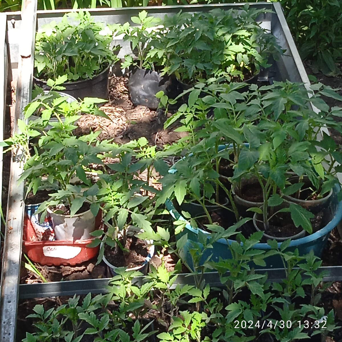 Рассада помидоров 