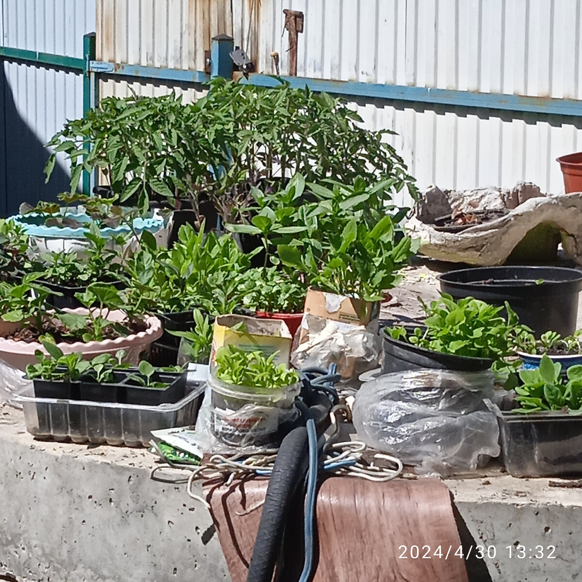 Рассада цветов, перца