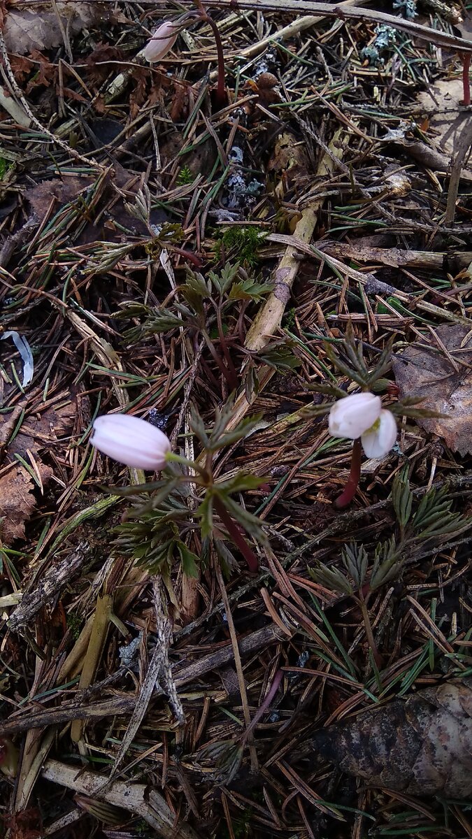 Замершие первоцветы (ветреница) 