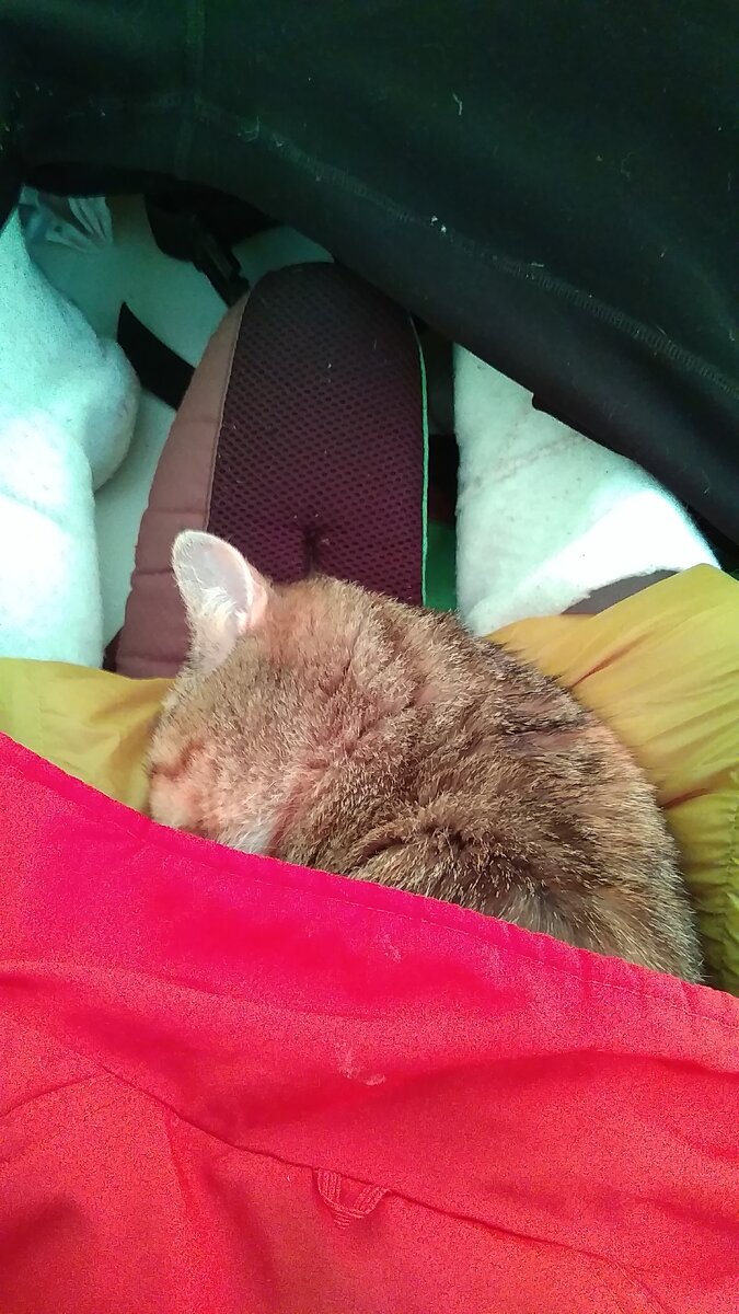 Дрыхнет на моих вытянутых ногах пока отдыхаю